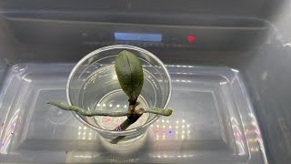 How to Propagate Phalaenopsis Orchids from Stem Cuttings  Phalaenopsis Orchid Propagation from Stem [upl. by Einnov]