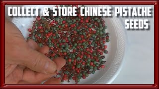 How to Collect and Store Chinese Pistache Seeds [upl. by Remat]