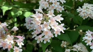 Linnaea amabilis  beauty bush [upl. by Sadonia851]