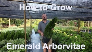 How to grow Emerald Arborvitae Thuja occidentalis Smaragd with detailed description [upl. by Immak444]