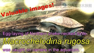 【名古屋港水族館】Egglaying of Northern Snakenecked turtle [upl. by Atteselrahc512]