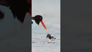 Birds Vs Chicks eating food bird chicks food flying sky birdschiks jungle short [upl. by Asnerek238]