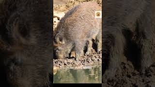 Crocodile Kill Warthog Witness the Fierce Battle of Survival CrocodileKillWarthog short Wildlife [upl. by Ydualc]