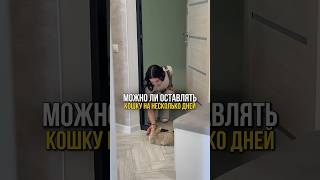 Можно ли оставлять кошку одну дома на несколько дней кошки уходзакошками [upl. by Doerrer]