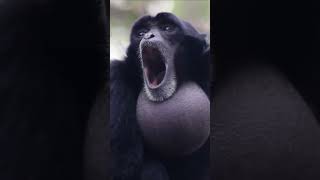 Gibbon Monkeys Astonishing Howl [upl. by Lewanna]