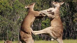 Filming The Kangaroo Boxing Fight  Wild Stories  BBC Earth [upl. by Hanshaw]