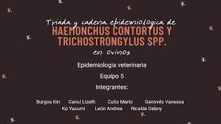 TRIADA Y CADENA EPIDEMIOLÓGICA DE HAEMONCHUS CONTORTUS Y TRICHOSTRONGYLUS SPP EN OVINOS [upl. by Harac]