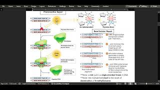 5 Gene Mutation DNA Repair and Homologous Recombination  Part 3 [upl. by Atinhoj]