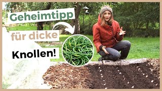 KNOBLAUCH PFLANZEN UND ANBAUEN 8 Tipps für eine große Ernte [upl. by Ziom358]