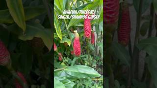 Such a COOL plant awapuhi pineconeginger shampooginger garden farm homegrown shorts [upl. by Noram]