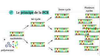 La technique PCR Polymerase Chain Reaction ðŸ§ª [upl. by Milson959]