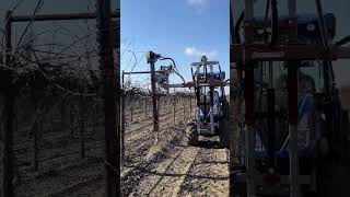 Grape Vine Prepruning Caruthers CA [upl. by Faina687]