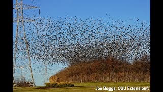 Starlings Mesmerizing Murmurations in Southwest Ohio [upl. by Athallia896]