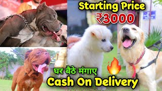 Cheapest Dogs Market In Delhi  WholesaleRetail  PitbullAmerican BullyLhasa Pug Dog market [upl. by Lenahs494]