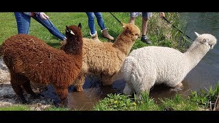 Alpaca trekking  Fun Times [upl. by Nataline202]