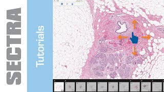 Tutorial Sectra IDS7 Touch  Histology touch gestures [upl. by Nitniuq]