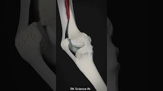 Movement of the patella and function of tibial collateral ligament [upl. by Chad]