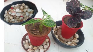 How to Make Humidity Tray for Moisture Loving Plants  Fun Gardenig [upl. by Elvyn456]