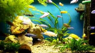 Relax and watching Malawi African Cichlids in HD [upl. by Bethesde]