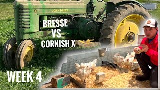 Unstuck but won’t run 🇺🇸Bresse VS Cornish Cross week 3 [upl. by Adaha663]