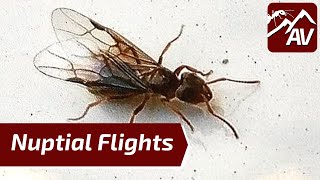 Ant Nuptial Flight Schedule  Lasius Niger flying [upl. by Ehrman812]