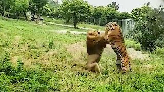 Tiger VS Lion Real Fight  Lion VS Tiger  Tough Creatures Ep 2 [upl. by Bergeman122]