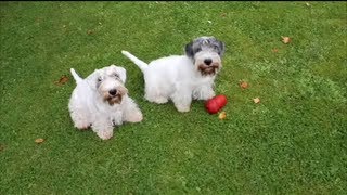 Sealyham Terrier The reunion of Dakota amp DJ [upl. by Edijabab]