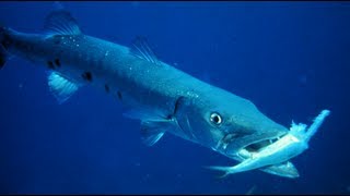 CAPTURA DE BARRACUDA A CURRICAN  BARRACUDA DIVE [upl. by Ardnahsal]