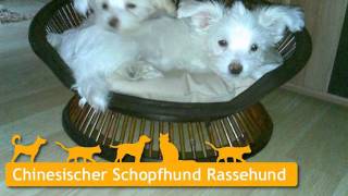 Chinesischer Schopfhund Welpen in Oranienburg [upl. by Steady420]