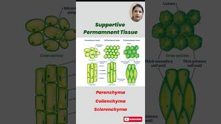 Understanding Permanent Tissues in Plants Parenchyma Collenchyma amp Sclerenchyma Explained [upl. by Marci]