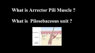 What is Arrector Pili Muscle  What is Pilosebaceous unit [upl. by Ress]