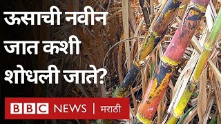 Sugarcane Research ऊसाचं उत्पन्न आणि साखरेचा उतारा वाढवणारी CO 86032 सारखीच ऊसाची नवीन जात येणार [upl. by Etteb]