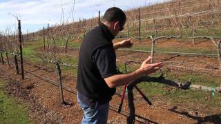 Double Guyot and Cordon Pruning Lesson [upl. by Silenay]