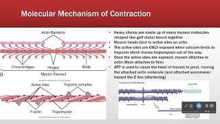 Sarcomere Structure Makes Function [upl. by Kaylyn]