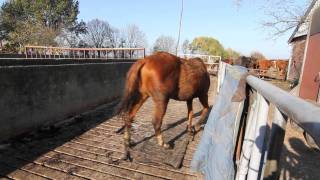 Verwaarloosde paarden in beslag genomen [upl. by Nillad]