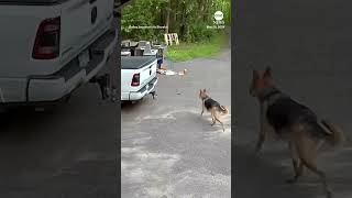 Bear chases dog down driveway [upl. by Mollee]