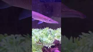 Gar Rocket Silver garfish rocketgar aquarium fishtank tropicalfish fishvideo ikan fyp pez [upl. by Ahtibbat]