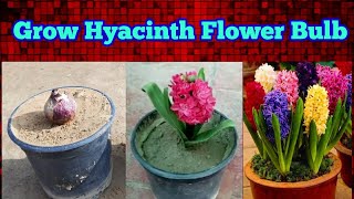 grow hyacinth flower bulb at home with update till flowering [upl. by Ssilem]