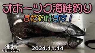 オホーツク海鮭釣り！まだ釣れる！20241114 [upl. by Bernarr]