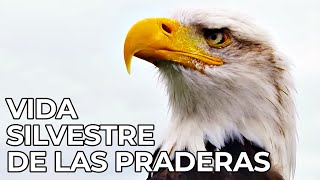 El Mundo Salvaje Las Praderas Americanas  Free Documentary Nature  Español [upl. by Eoz]