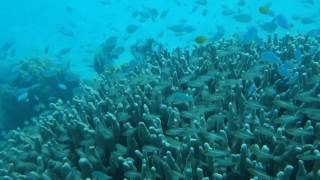 Reef Fish at the Lizard Island entrance channnel [upl. by Anirpas]