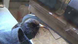 Starling mimics human and Alexa shorts short [upl. by Gael]