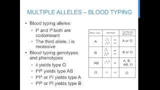 Punnett square practice problems multiple alleles [upl. by Yelsgnik]