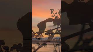 Calming Music with nature Video 4Knature [upl. by Charlotta]