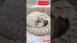 Discover the fascinating world of the Pangolin in this eyeopening video Pangolinanimalsshorts [upl. by Robma919]