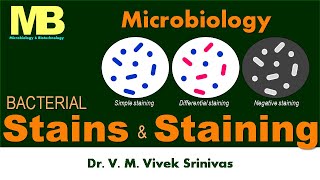 BACTERIAL STAINS amp STAININGS  Microbiology  Vivek Srinivas  Bacteriology [upl. by Aerdnaek]