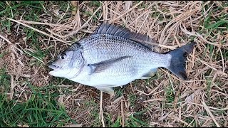 Using Bread To Catch Bream [upl. by Gorlicki]