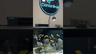 New Fish Room Décor for the Cichlid Tanks [upl. by Kalvin]