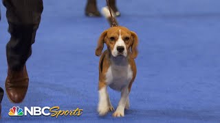 National Dog Show 2022 Hound Group Full Judging  NBC Sports [upl. by Elbam560]