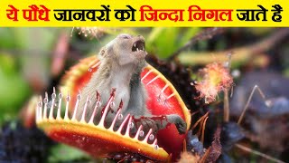 देख लो ये पौधे कैसे जानवरों को खाते है  Dangerous Carnivorous Plants That Eat Animals [upl. by Eustache161]